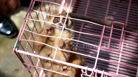 Endangered slow loris released into care of wildlife authorities in Java