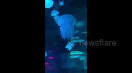 Jellyfish illuminated by various colourful in LED display