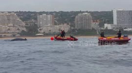 Humpback Whale rescued from Shark Nets