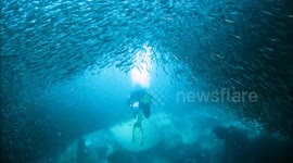 Divers in South Africa encircled by school of fish while exploring shipwreck