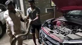 5-foot long python rescued from inside car hood in western India