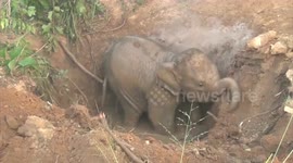Sri Lankan wildlife officials rescue baby elephant stuck in mud pit in eight hour operation