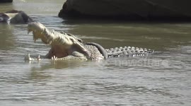 Indonesian officials issue reward for removal of tyre that has been stuck around crocodile's head for years