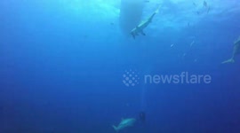 Diver is nearly lunch after hungry shark charges during feeding time