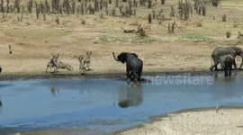 Grumpy elephant scares antelope away from water with trumpet-like noise