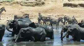 African watering hole sees incredible diversity of animals in 8 hours