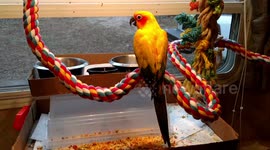 How to wake up a very sleepy sun conure parrot