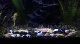 Owner Baught New aquarium Full Of Koi Fishes