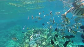 Tourists Diving Expereience Was Full Of Surrounded Koi Fishes In Sharm El Sheikh