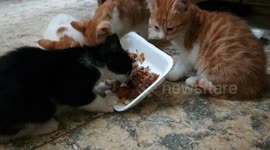 Kittens Main Dish Party For Lunch