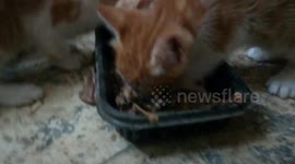 Kittens Hanger For Chicken Bones