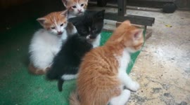 Adorable Four Kittens After Breastfeeding