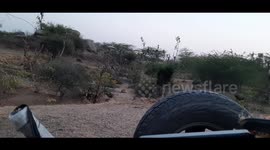 Sighting of Indian striped hyena