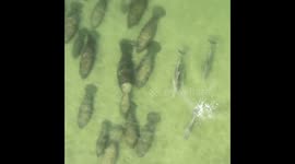 Man in a see through canoe witnesses dolphins swimming past a large group of manatees