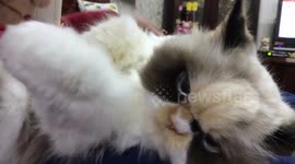 Moody moggy bears a resemblance to late internet icon Grumpy Cat