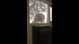Deer looks at people through window at university laboratory