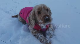 My Dog Enjoying Snow