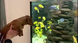 Louis the sausage dog trying to eat the fish in the tank!