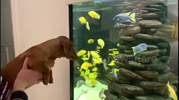Louis the sausage dog trying to eat the fish in the tank!