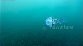 Pulsating, Luminescent Purple Jellyfish with fish filmed while Scuba Diving in Tulamben, Bali