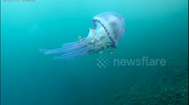 Close-up of Pulsating, Luminescent Purple Jellyfish with fish filmed while Scuba Diving in Tulamben, Bali (PART 2)