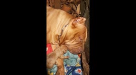 Puppy Tries Waking Snoring Mother Dog