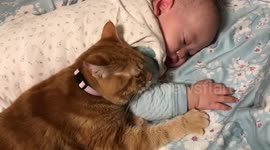 Loving Cat Babysits For Sleeping Infant