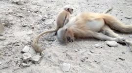 Heart-wrenching visual shows baby monkey trying to wake up its dead mum in eastern India