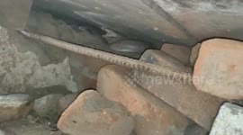 Snake spits up live toad after biting more than it could chew in southern India