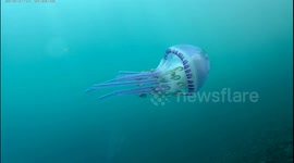 Pulsating purple jellyfish surrounded by other fish spotted in Bali