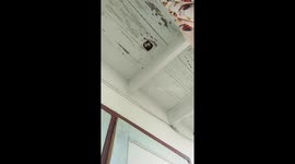 Nosy cat pokes its head through hole to see what's happening on floor below