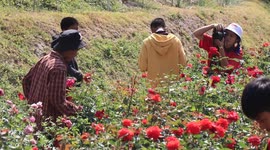 Tourists enjoy roses blooming during cooler temperatures in northern Thailand