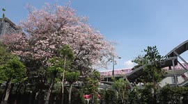 Beautiful pink blossom on trees next to busy road in Bangkok