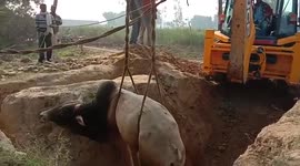 Bull has to be dug out of 30-foot-well in north India after falling in the dark