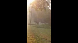 Fighting of Indian Wild Deer