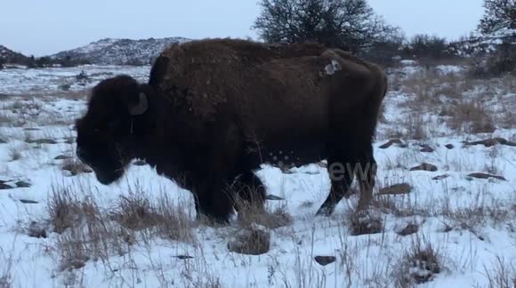 Majestic bison enjoys grazing on a snowy day in Oklahoma