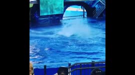 Free willie .  The Whale show .  Whale wonder .