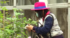 Tourists enjoy roses on display on Valentine's Day