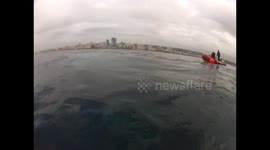 Humpback Whale rescued from Shark Nets 1