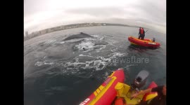 Humpback Whale rescued from Shark Nets 3