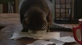Kitty blows a bubble in her milk