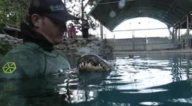 Alligator expert in Florida able to hand-feed 'predator friend'