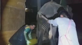 SOUND ON! Constipated elephant has 50lbs lump of dung pulled from his bottom
