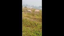 Fight of Indian Elephant in Guwahati Assam of India