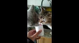 2 cat's 1 cup - Cute valentine video !