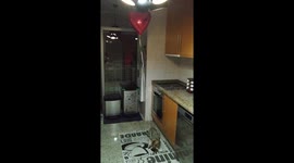 Adorable Cat plays with a valentine's heart shaped balloon