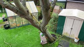 Tree balances precariously after being uprooted during the lead up to Storm Dennis
