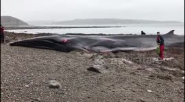 Huge whale beached in Cornwall dies despite rescue attempts
