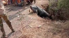 Blue bull craned out by its legs from 30-foot-deep dry well in western India