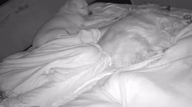 Pet dog falls off the side of the bed at night